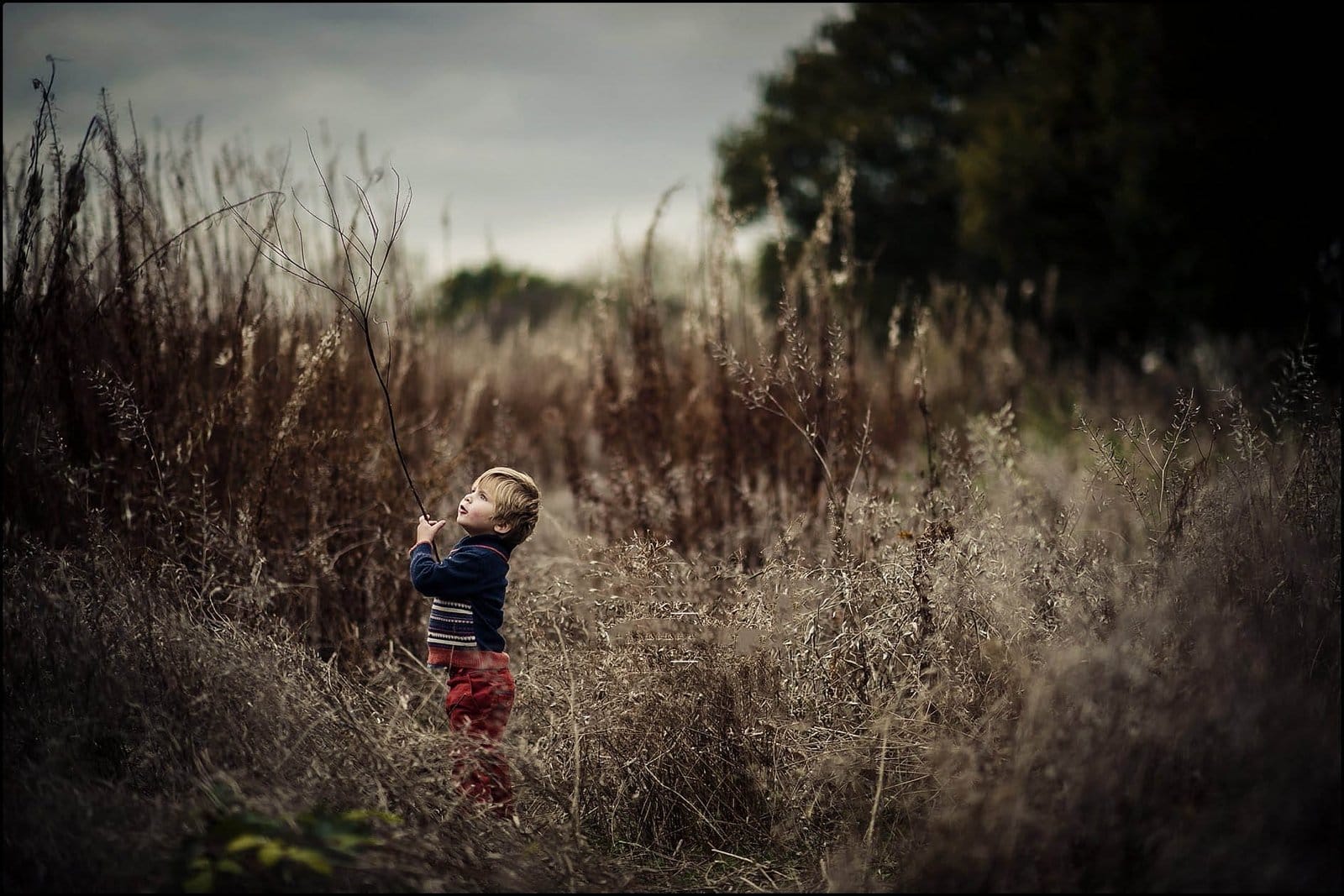 In a field of tall, dry grass under a cloudy sky, a child, captured by a talented Doncaster family photographer, stands holding a long, thin branch. Dressed in a colorful sweater and red pants, the child gazes upward with curiosity.