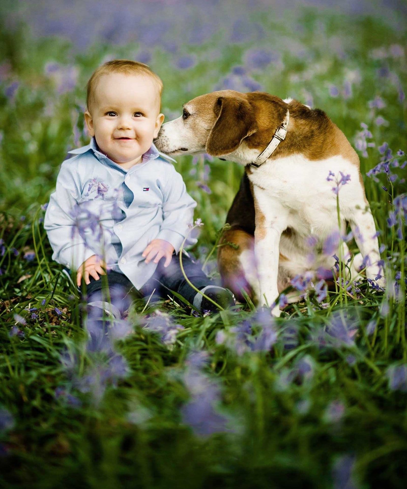 A smiling baby in a light blue shirt sits among purple wildflowers while a brown and white dog gently nuzzles the babys cheek.